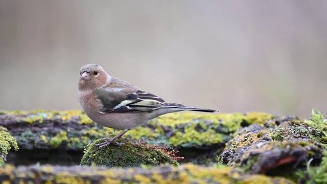 Всем доброго утра и хорошего дня! смотреть онлайн