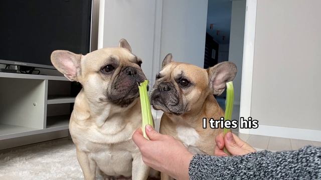 Funny Differences Between Male and Female French Bulldogs смотреть онлайн