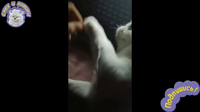 Котик Просит Погладь Пузико смотреть онлайн