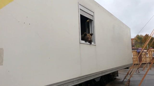 Просто медведь торчит из окна. Не тратьте время на просмотр)) смотреть онлайн