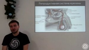 10.17. Мужская репродуктивная система