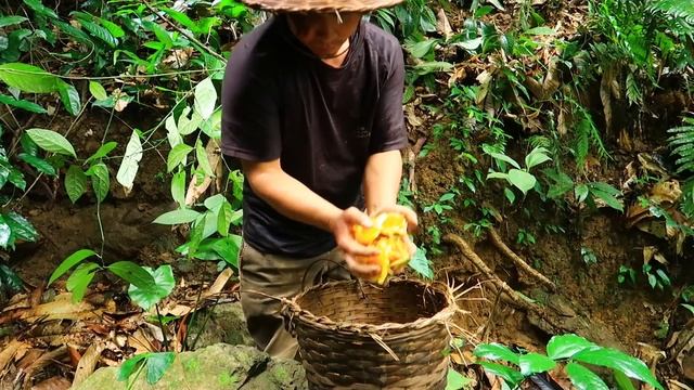 Harvest Herbs: Survival Alone In The Rainforest | EP.100