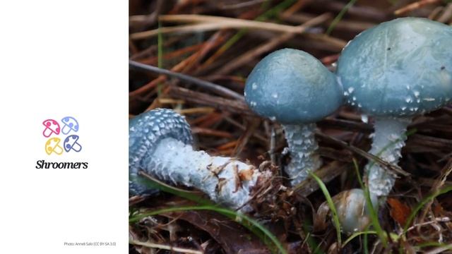 Verdigris agaric (Stropharia aeruginosa) | Synonyms | Scientific Short Profile | Shroomers смотреть онлайн