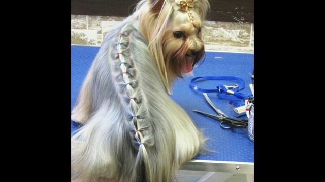 ЙОРКИ красавчики😍💥🥰😻🐶🐩 смотреть онлайн