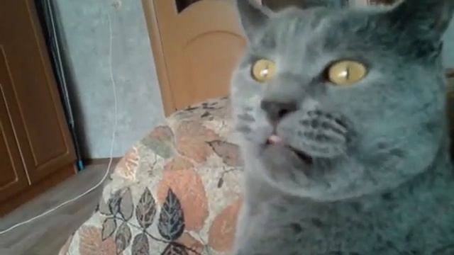 2759 Кот британской породы урчит кусает британская короткошерстная кошка 5 лет кастрированный котик смотреть онлайн