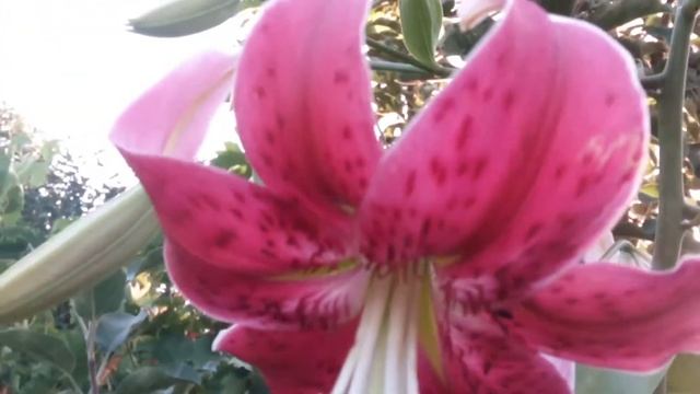 Коллекция лилий :лилия группы от- гибриды Мисс Фея смотреть онлайн