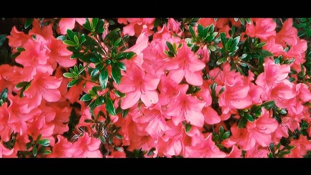 Южная Корея 2019. Пусан | South Korea 2019. Busan смотреть онлайн