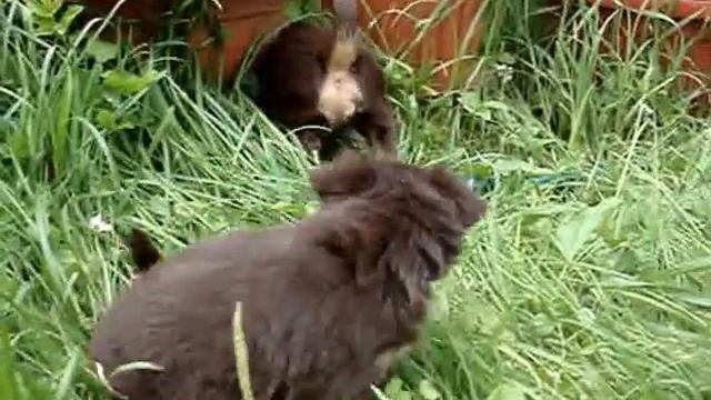 Купить щенка,той-терьер.Русский той, шоколад, РКФ. смотреть онлайн