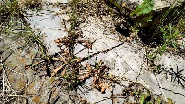 Итоги работы "домашнего" гербицида смотреть онлайн