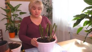 Размножение ПУАНСЕТТИИ. Мои цветы. Мой опыт.