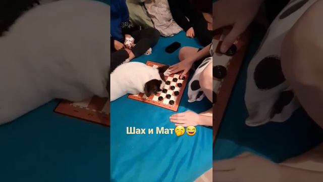 босс играет в шашки#бося #бульдог #французский #собака #подпишись #собакадругчеловека #bulldog смотреть онлайн