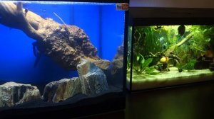 Идея завести    карликовых цихлид Апистограмм