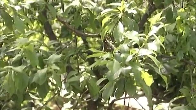 О саженцах сливы. Опыт садовода смотреть онлайн