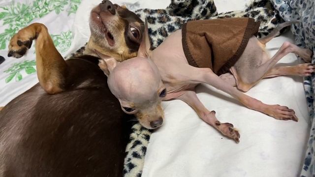 Кабачок не для Гороха