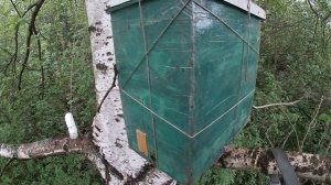 Ловля роёв Секреты успеха