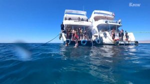 Египет. Белый остров. Заповедник Рас Мохаммед на яхте. Отдых Шарм эль Шейх