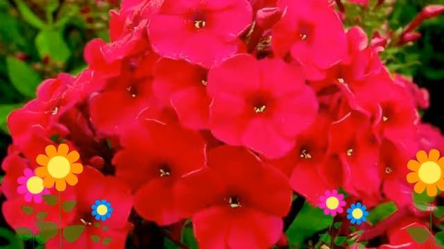 Флокс метельчатый Мисс Мари (Miss Mary). Краткий обзор, описание характеристик, где купить рассада смотреть онлайн