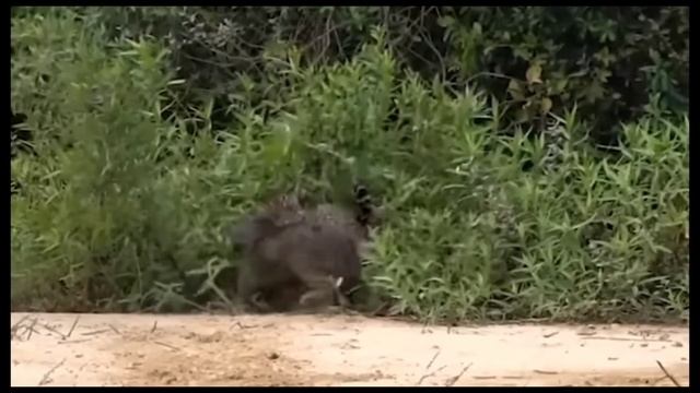 Jaguar vs Giant Otter Confrontation Ends with a Fatal Head Bite| Survival Battle смотреть онлайн