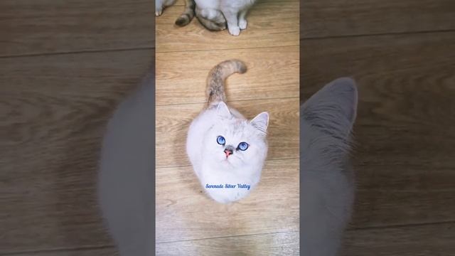 котик, Британская шиншилла поинт смотреть онлайн