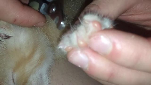 Как подстричь котёнку когти на лапах. смотреть онлайн