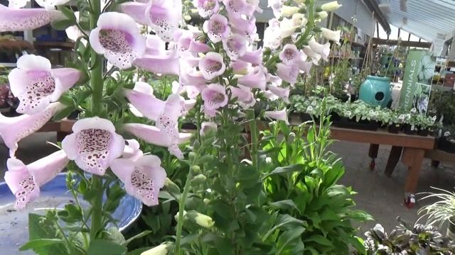 Foxglove Dalmatian Rose Digitalis purpurea смотреть онлайн