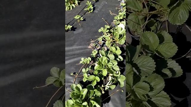Ремонтантный сорт клубники Альбион Ферма "Омская Ягода" смотреть онлайн