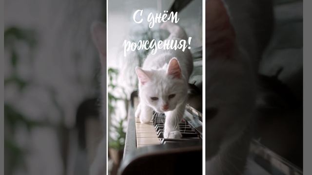 Веселое музыкальное поздравление с днём рождения женщине смотреть онлайн