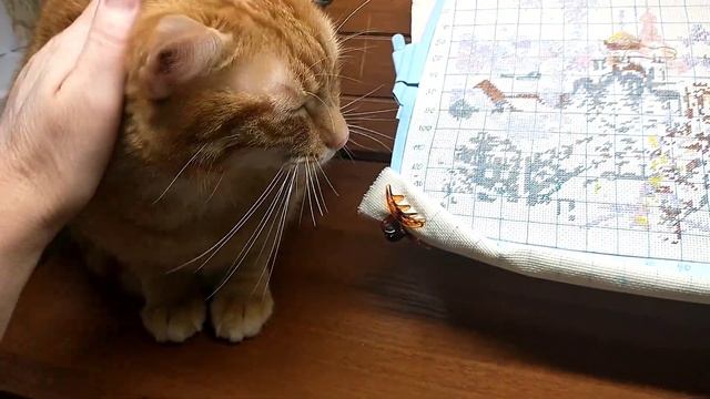 КОТ хозяин в доме? смотреть онлайн