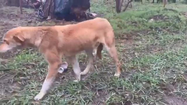 Новенький в Донецком приюте ПИФ. смотреть онлайн