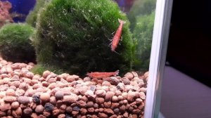 Вишневые креветки: заселение в аквариум 10 литров