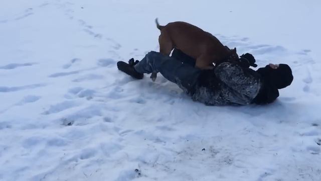Amazing pitbull Attack through window inside car (police style demo) ddk9 смотреть онлайн