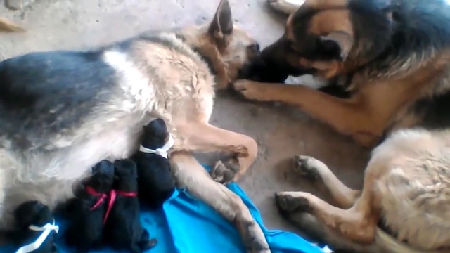 семейная идиллия смотреть онлайн