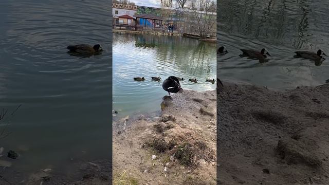 Фото из зоопарка смотреть онлайн
