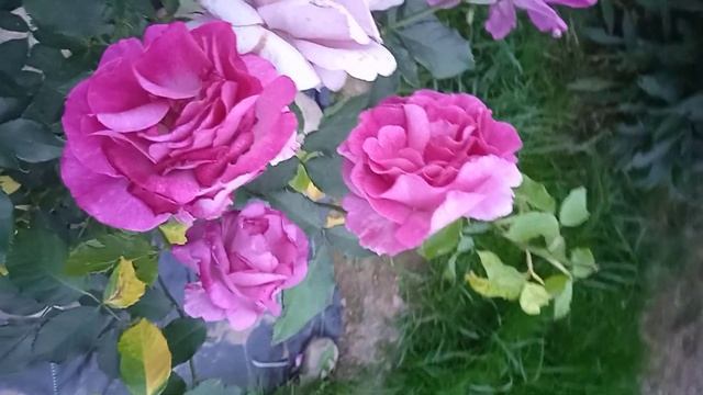 Чайно-гибридная роза Melody Parfumee / Мелоди Парфюм смотреть онлайн