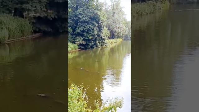 Польша Варшава большие рыбы в озере парк Лазенки.Poland Warsaw big fish in the lake park Lazienki. смотреть онлайн