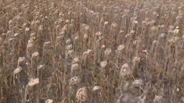 Olimac Drago Gold   жатка для уборки подсолнечника