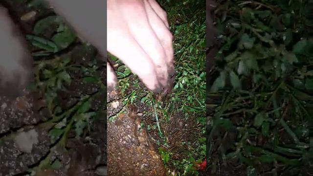 Reproduction of earthworms / 蚯蚓的繁殖 / Размножение дождевых червей смотреть онлайн