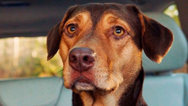 Порода собаки в фильме Путь домой 2019 смотреть онлайн