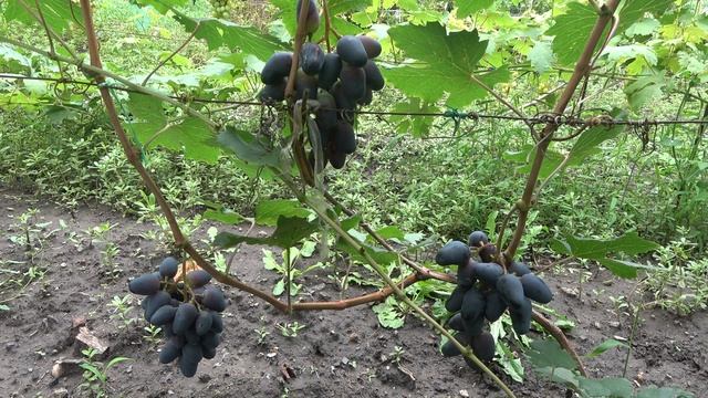 ГФ винограда Дон Кихот 2022 Бурдак А В смотреть онлайн