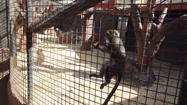 Monkey Park Tenerife Part 2 / Monkey Park или Парк обезьян Тенерифе Часть 2 смотреть онлайн