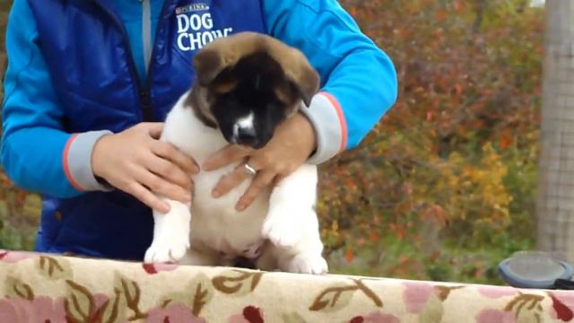 щенки американской акиты.пит.Планета Удачи. Пинта 1.5мес. смотреть онлайн