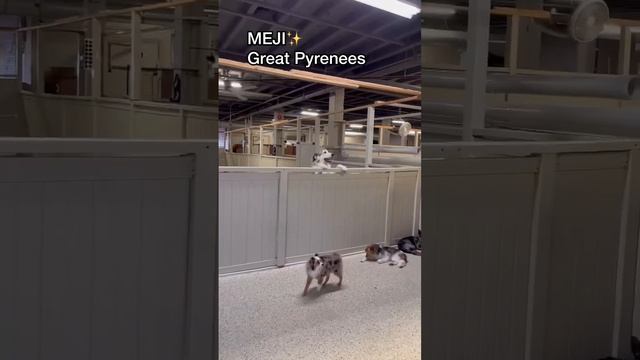 Let’s see what dog breeds we have at dog daycare today! #dogdaycare #doggiedaycare #doglover смотреть онлайн