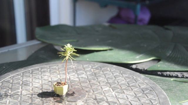 Пересадка мини бонсай из можжевельника. Можжевельник бонсай Джеймс. Мини теплица для рассады бонсай смотреть онлайн
