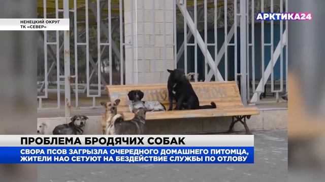 В НАО свора дворовых собак загрызла домашнего питомца смотреть онлайн