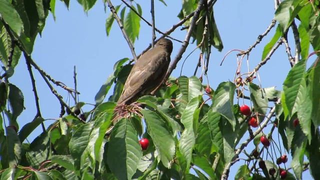 Sturnus vulgaris grauri смотреть онлайн