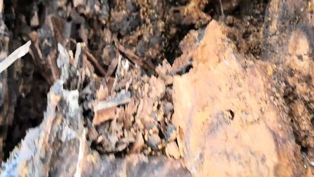 Муравьи ласиусы спасаются бегством смотреть онлайн