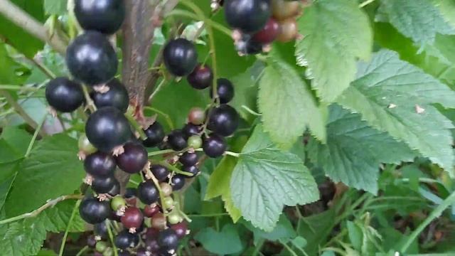 Чёрная смородина Галактика урожайный сладкий крупноплодный сорт смотреть онлайн