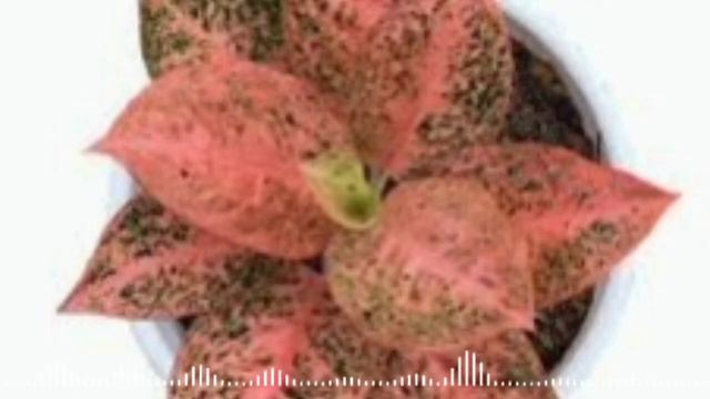 aglaonema stardust orange 41 mahal смотреть онлайн