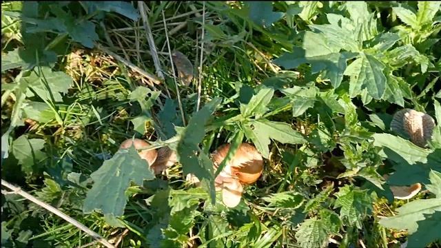 Нашёл Сенной навозник. В чем польза и эффект гриба, как он выглядит. Прогулка по лесу. смотреть онлайн