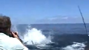 Рыба меч атакует